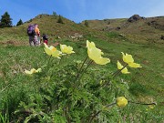 11 Fiorita la Pulsatilla alpina sulphurea (Anemone sulfureo) 